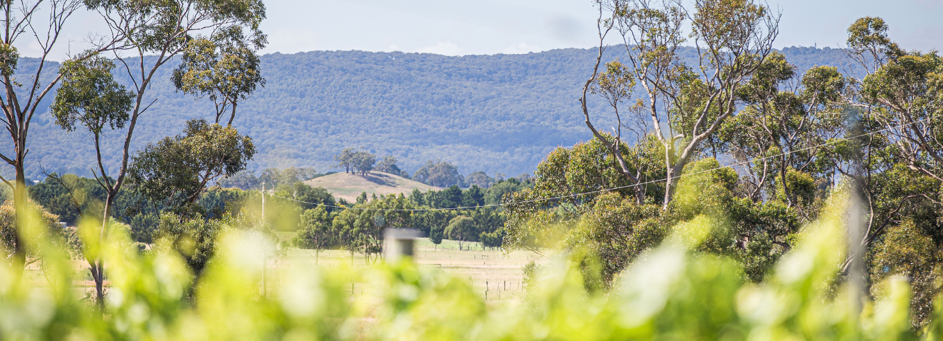 Paramoor Wines vineyard and mountain view 